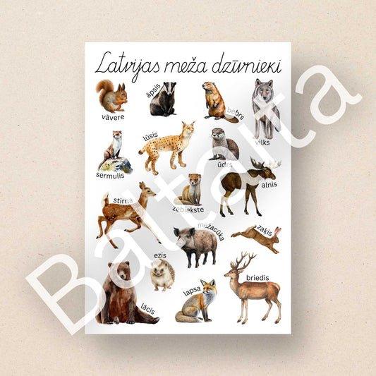 plakāts ar meža dzīvniekiem krāsains plakāts ar Latvijas meža dzīvniekiem baltaita