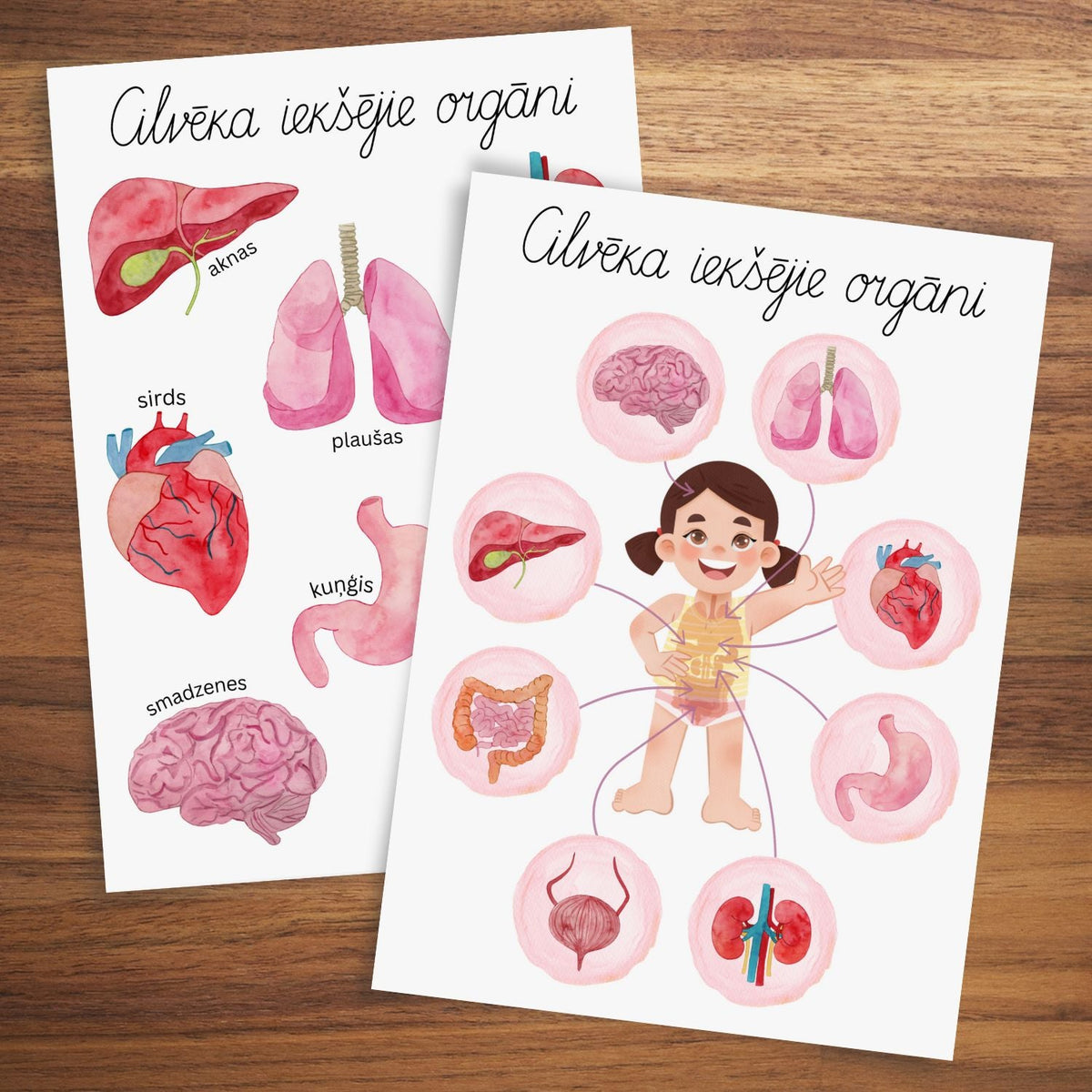 Cilvēka iekšējie orgāni plakāti krāsaini attēli ar iekšējiem orgāniem plakāti baltaita