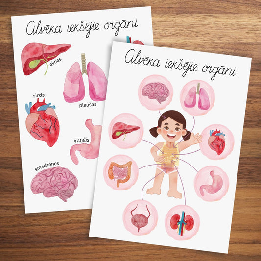 Cilvēka iekšējie orgāni plakāti krāsaini attēli ar iekšējiem orgāniem plakāti baltaita