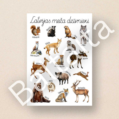 plakāts ar meža dzīvniekiem krāsains plakāts ar Latvijas meža dzīvniekiem baltaita